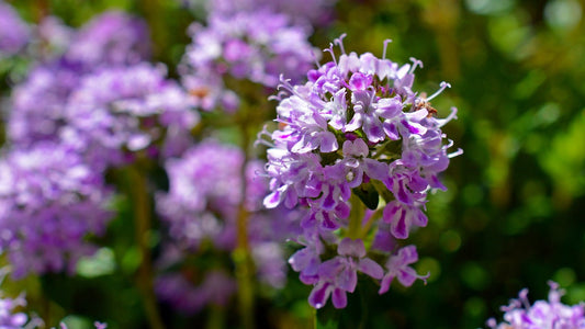 Le thym. Thymus vulgaris