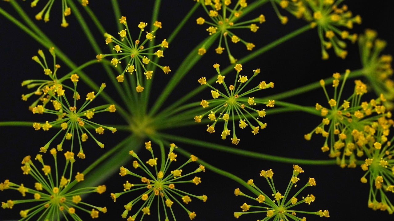 Sel fin aux Herbes Bio Origan, Thym, Persil