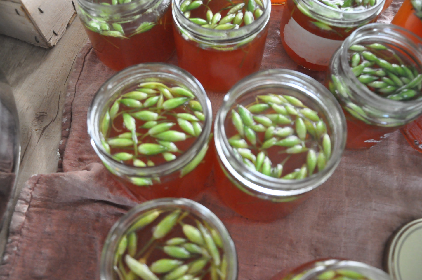 Pickles de boutons d'ail des ours