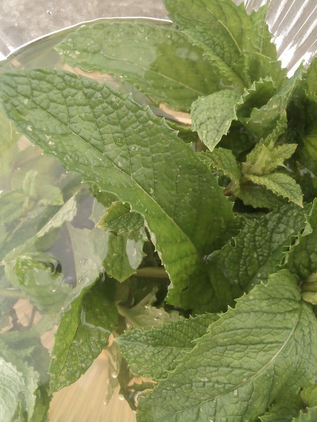 Sirop artisanal de Menthe BIO