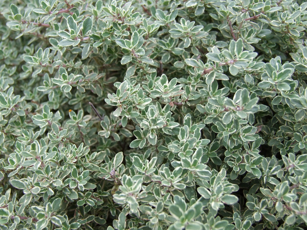 Sel fin aux Herbes Bio Origan, Thym, Persil