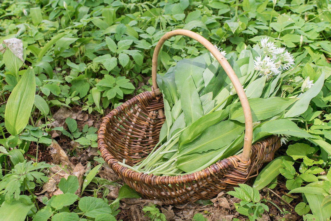 Pesto vert Bio AIL DES OURS
