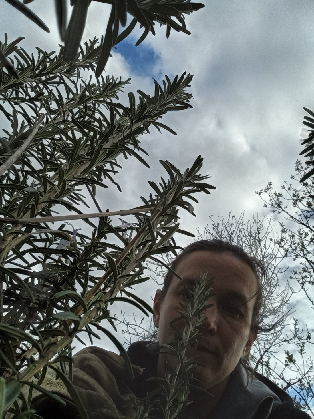 Ma recette de shampoing au romarin maison 🌱