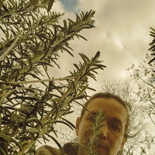 romarin-frais-bio-les-herbes-libres